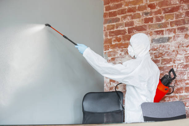 Best Attic Mold Removal  in Wauconda, IL