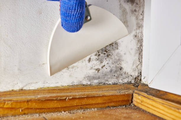 Wauconda, IL Mold Removal Company